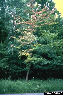 Dutch elm disease